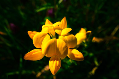 Close-up of yellow flowering plant