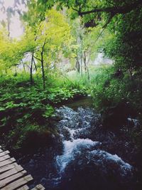 River amidst trees in forest