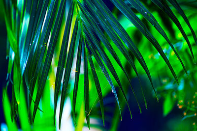 Close-up of wet palm tree