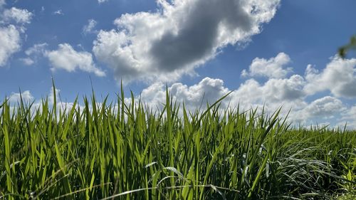 Crops growing on field against sky