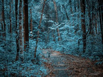 Footpath amidst trees in forest during winter