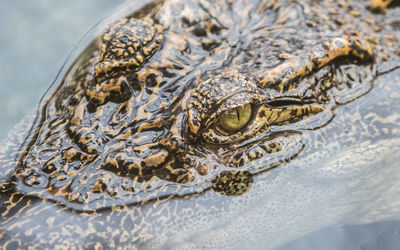 Close-up of crocodile in water