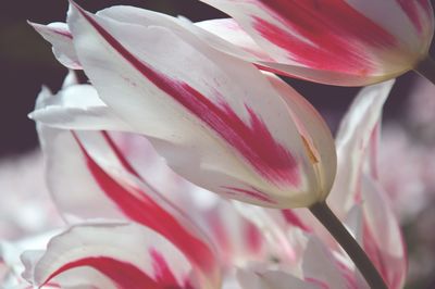 Close-up of pink flowers
