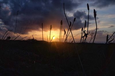 Silhouette of trees against sky during sunset