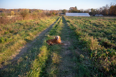 Happy farm dog golden retriever on grassy trail to greenhouse