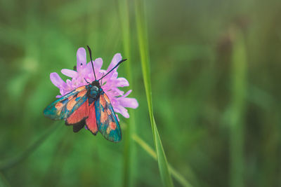 Close-up of pink flower