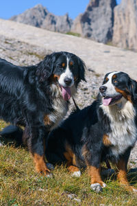 Black  bernese mountain dogs looking away..