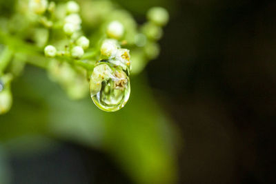 Close-up of water drops on plant