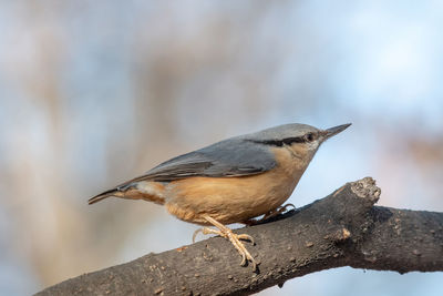 Close-up of bird perching on branch