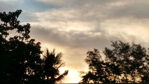 Low angle view of silhouette trees against sky