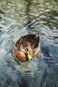 Close-up of duck swimming in lake