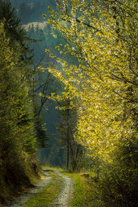 Trees growing in forest during autumn
