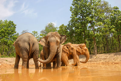 Elephants on field