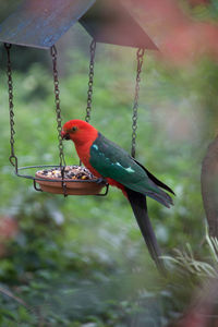 Close-up of parrot perching on tree