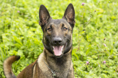 Close-up portrait of a dog