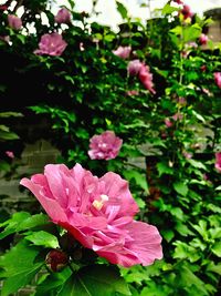 Close-up of pink flowers blooming outdoors