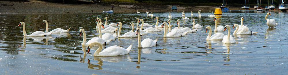 Swans in lake