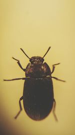 Close-up of insect