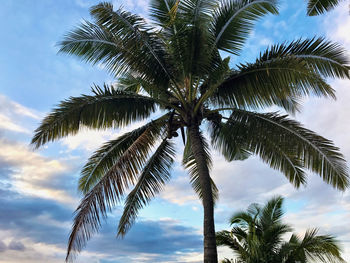 Low angle view of palm tree against sky