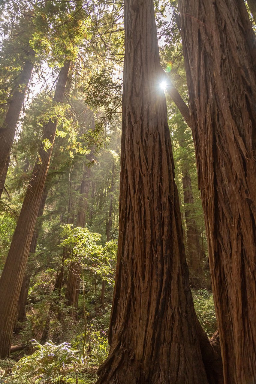 LOW ANGLE VIEW OF SUNLIGHT STREAMING THROUGH TREE