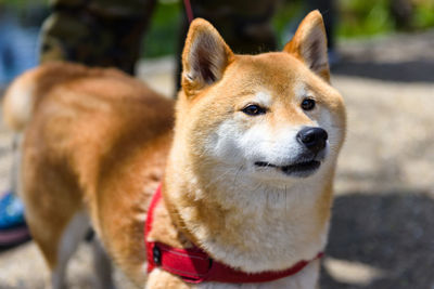 Close-up portrait of a dog looking away