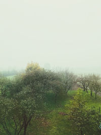 Trees on field against sky