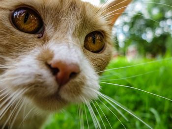 Close-up portrait of cat