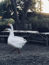 White bird perching on a tree
