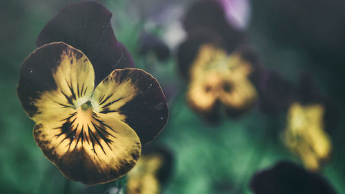 Close-up of yellow flower