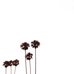 Close-up of palm trees against clear sky