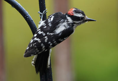 Close-up of bird perching on plant