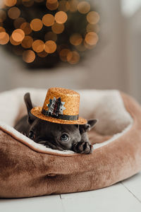 Close-up of dog sitting on sofa at home