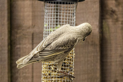 Close-up of bird perching on metal feeder