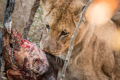 Close-up of lion cub feeding on dead animal