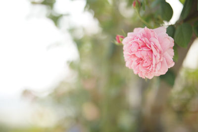 Close-up of pink rose