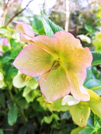 Close-up of yellow flower