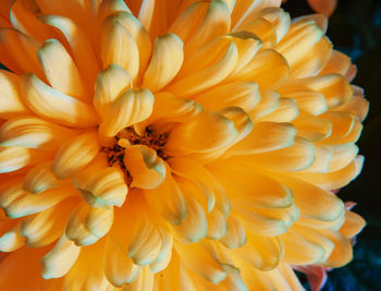 Close-up of yellow flowering plant