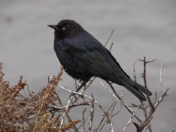 Close-up of bird perching on branch