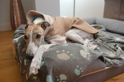 Dog resting on bed at home