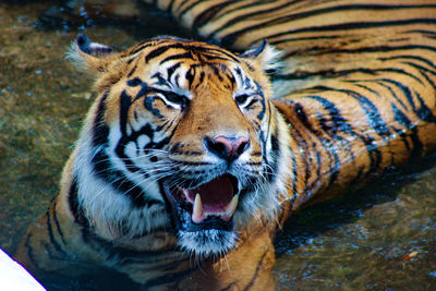 Close-up of a tiger