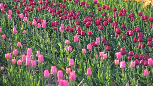 Close-up of pink poppy flowers blooming in field