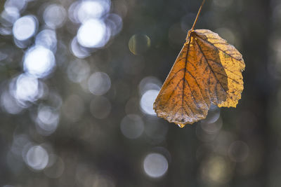Close-up of dry autumn leaves against blurred background