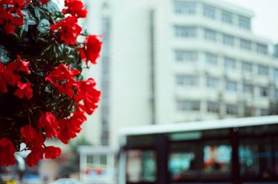 Close-up of red flowering plant against building