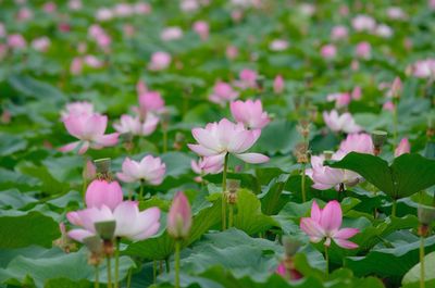 Close-up of pink flowering plants