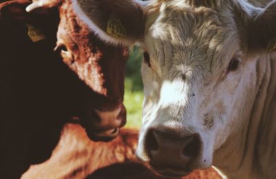 Close-up of cows in field