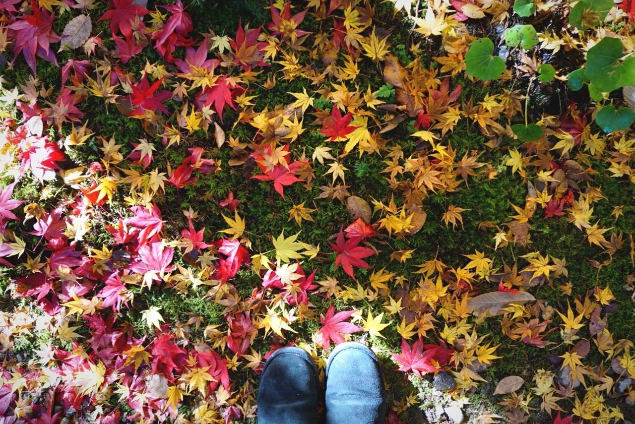 low section, person, personal perspective, leaf, shoe, autumn, standing, high angle view, human foot, growth, plant, flower, change, lifestyles, nature, season, leaves