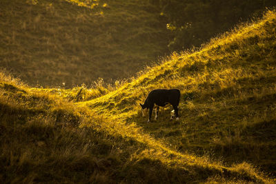 Cattle grazing late in the afternoon