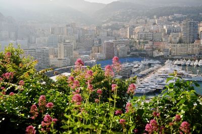 High angle view of flowering plants and buildings in city