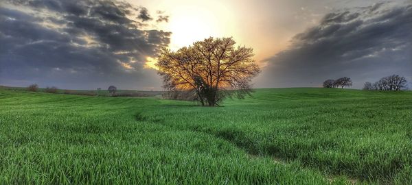 Scenic view of field against sky during sunset