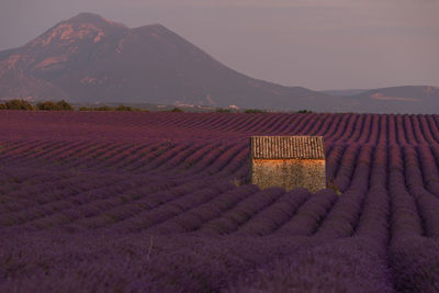 Scenic view of field against mountains